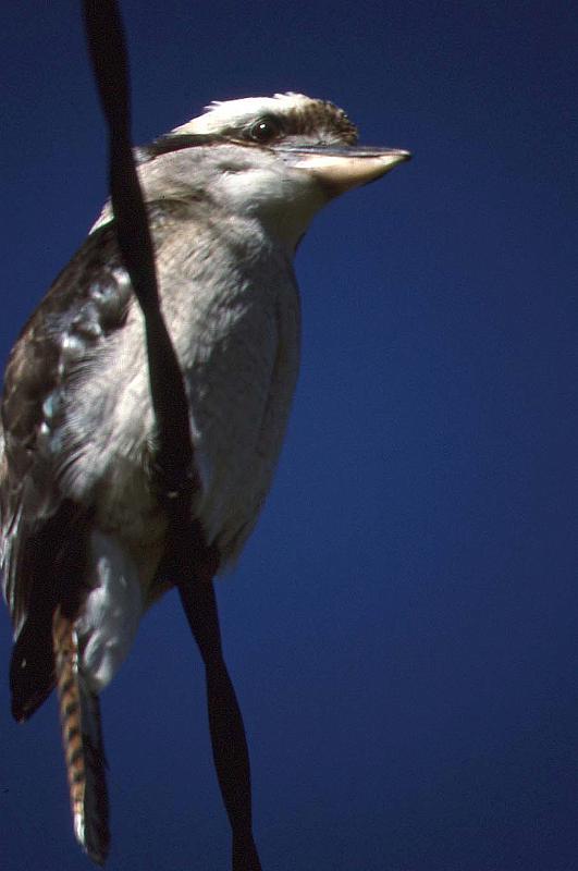 WT 0400 077-19 Australia.jpg